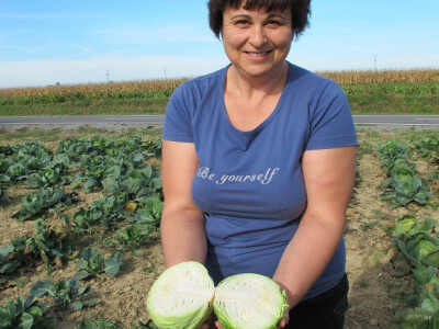 Završila sezona kiseljenja kupusa Završila sezona kiseljenja kupusa