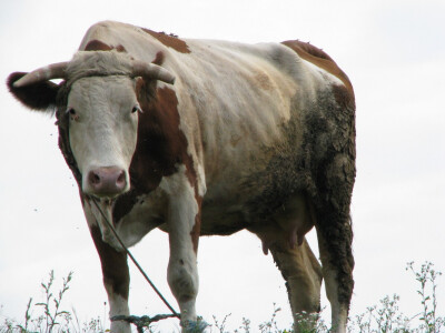 krava svezana na otvorenom pri jakom suncu