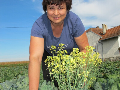 Završila sezona kiseljenja kupusa Završila sezona kiseljenja kupusa