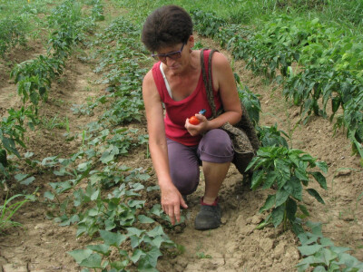 Dragica obilazi batat