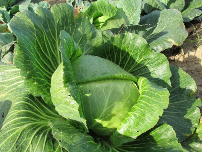 Završila sezona kiseljenja kupusa Završila sezona kiseljenja kupusa