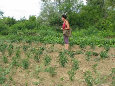 Stručno oko vrijedne Dragice