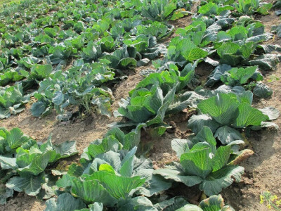 Završila sezona kiseljenja kupusa Završila sezona kiseljenja kupusa