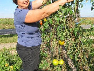 Završila sezona kiseljenja kupusa Završila sezona kiseljenja kupusa