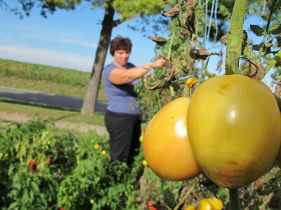 Završila sezona kiseljenja kupusa Završila sezona kiseljenja kupusa