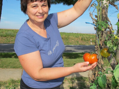 Završila sezona kiseljenja kupusa Završila sezona kiseljenja kupusa