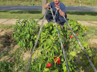Završila sezona kiseljenja kupusa Završila sezona kiseljenja kupusa