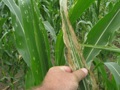 Djelo kukuruzne zlatice