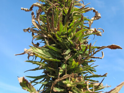 Ekološki uzgoj donedavno zabranjene biljke