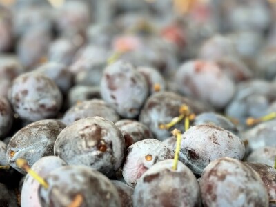 52. Sajam šljive u Gradačcu