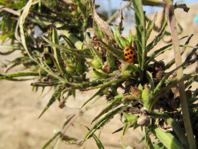 Ekološki uzgoj donedavno zabranjene biljke