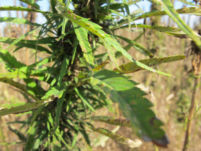 Ekološki uzgoj donedavno zabranjene biljke