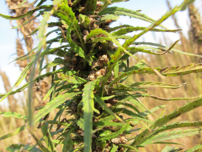 Ekološki uzgoj donedavno zabranjene biljke