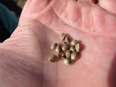 Ekološki uzgoj donedavno zabranjene biljke