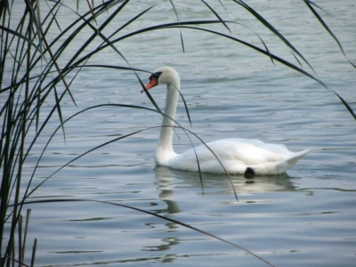 Jezero Moharač