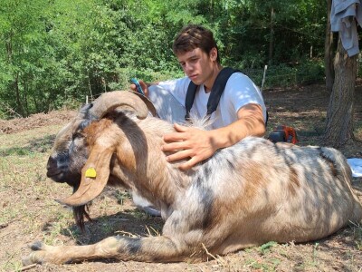 Farme buša, nubijske koze