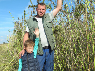Ekološki uzgoj donedavno zabranjene biljke