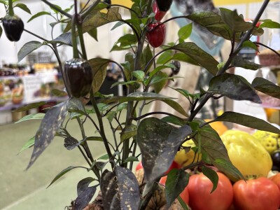 Jesen u Visokom 2025