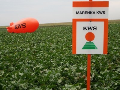 Dan polja šećerne repe KWS-a