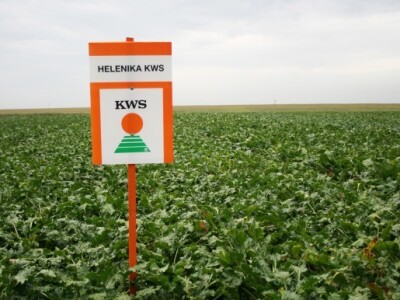 Dan polja šećerne repe KWS-a