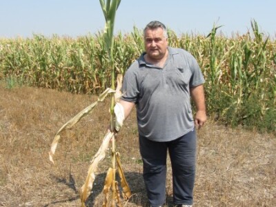 Visina stabla - neđubrena parcela