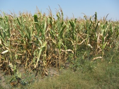 Izgled useva - neđubrena parcela