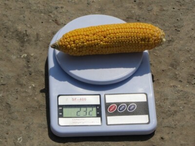 Težina klipa - neđubrena parcela