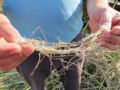Ekološki uzgoj donedavno zabranjene biljke