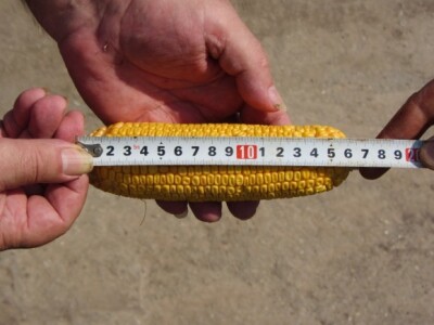 Dužina klipa - neđubrena parcela