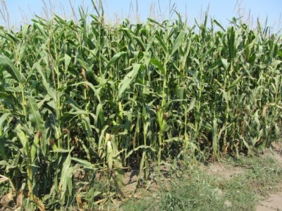 Izgled useva - đubrena parcela