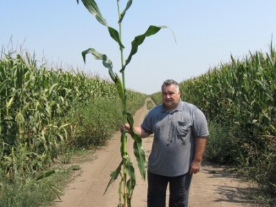 Visina stabla - đubrena parcela