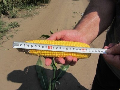 Dužina klipa - đubrena parcela