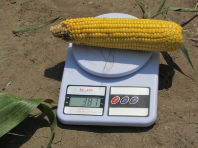 Težina klipa - đubrena parcela