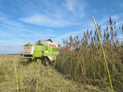 Ekološki uzgoj donedavno zabranjene biljke