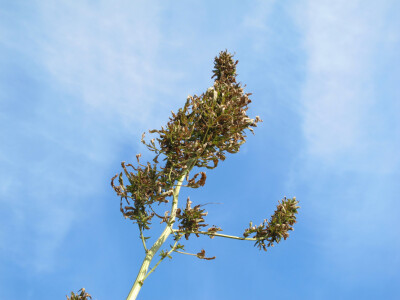 Ekološki uzgoj donedavno zabranjene biljke