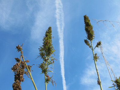 Ekološki uzgoj donedavno zabranjene biljke