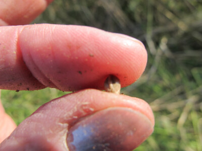 Ekološki uzgoj donedavno zabranjene biljke