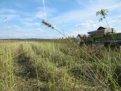 Ekološki uzgoj donedavno zabranjene biljke
