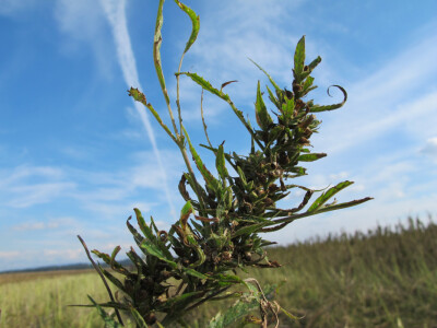 Ekološki uzgoj donedavno zabranjene biljke