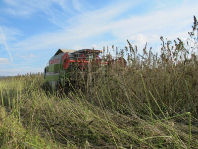 Ekološki uzgoj donedavno zabranjene biljke