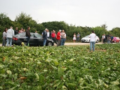 Prinosi manji, ali kvaliteta i digestija veća