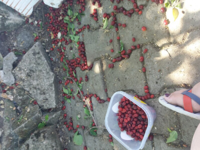 Đuro Pećanac bavi se preradom drenjine