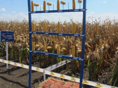 Gustina setve i hibridi