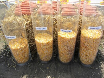 Opet o gustini setve