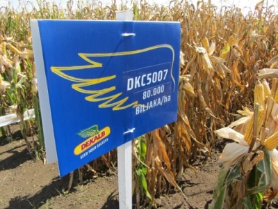 80.000 biljaka/ha