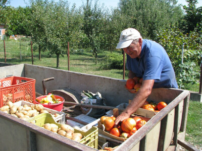 Josip nabrao razno povrće