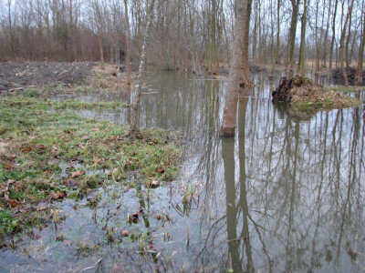 pošumljavanje jedina mogućnost