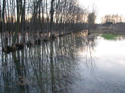 pošumljavanje jedini izbor