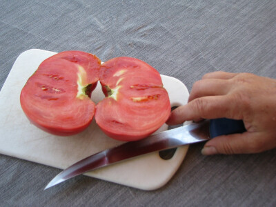 Paradajz je mesnat i sočan