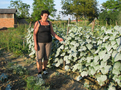 Marija uzgaja krastavce